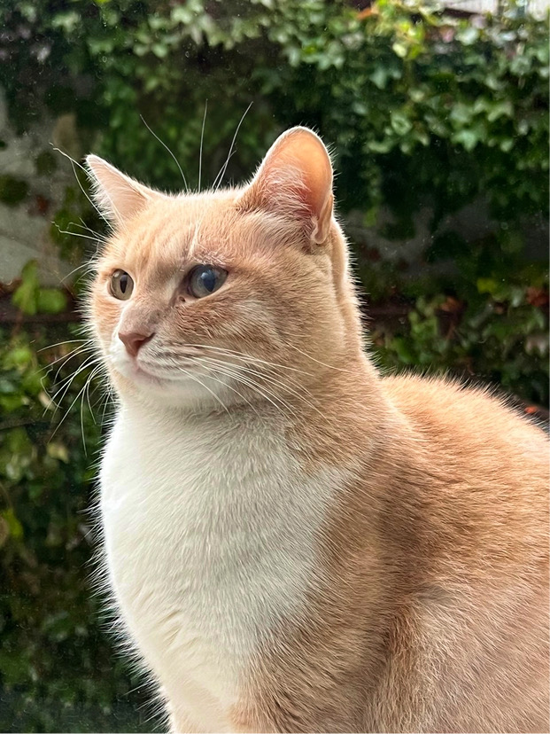 A ginger cat sitting in front of an ivy-covered wall