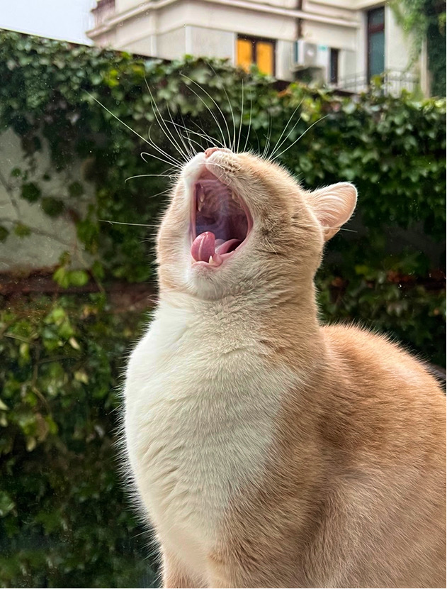 The same ginger cat, mid-yawn